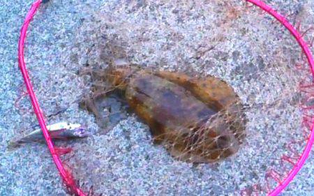 満月大潮アオリイカ６連発